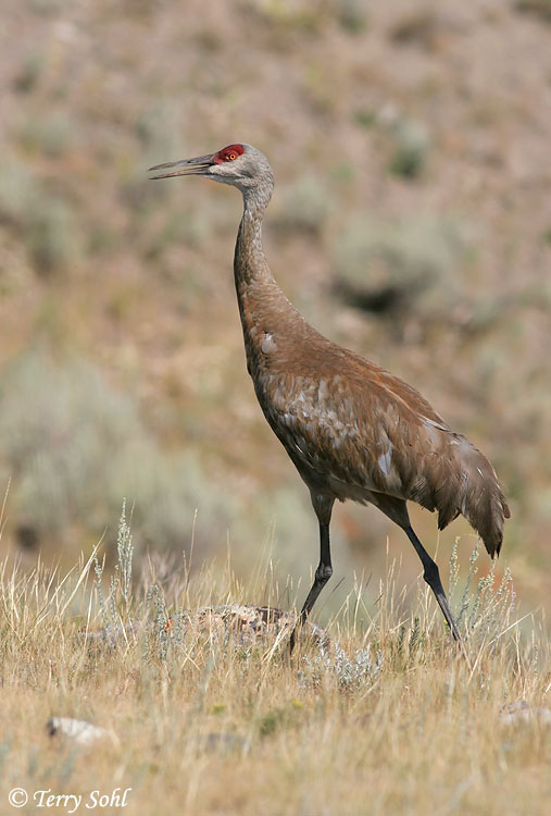 Sandhill Crane - Antigone canadensis