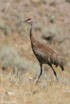 Sandhill Crane - Antigone canadensis