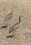 Sandhill Crane - Antigone canadensis
