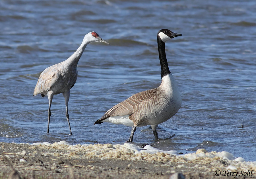 Sandhill Crane - Antigone canadensis