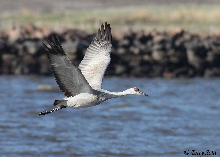 Sandhill Crane - Antigone canadensis