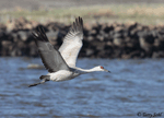 Sandhill Crane - Antigone canadensis