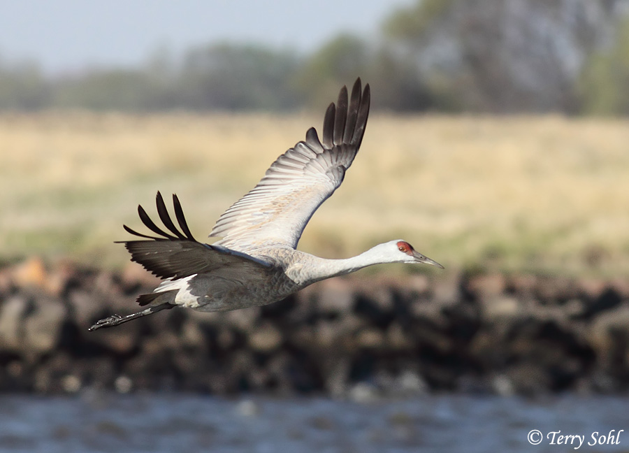 Sandhill Crane - Antigone canadensis