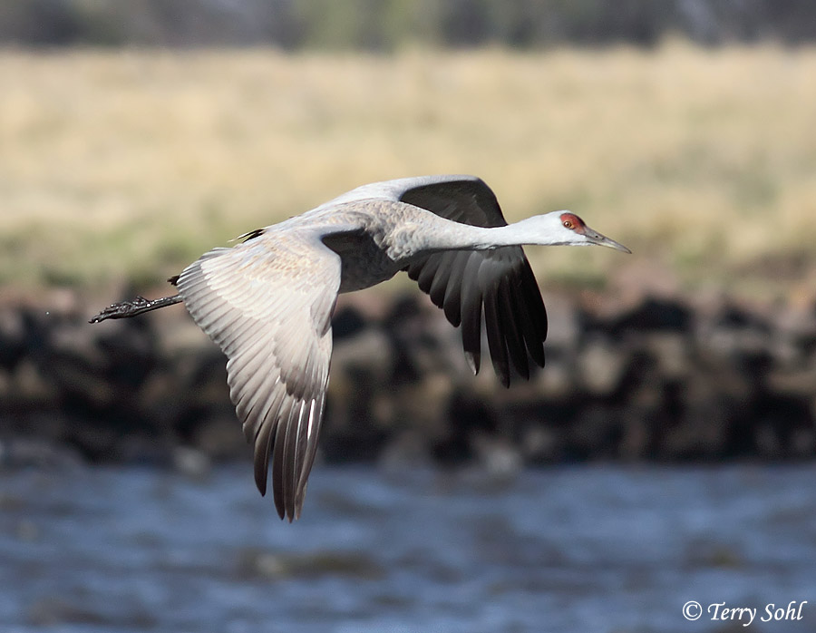 Sandhill Crane - Antigone canadensis