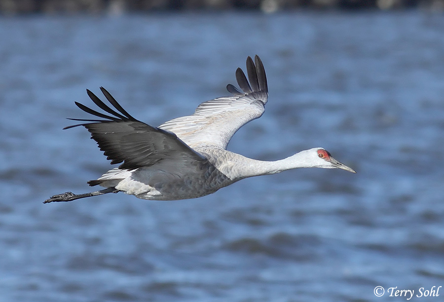 Sandhill Crane - Antigone canadensis