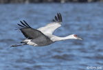 Sandhill Crane - Antigone canadensis