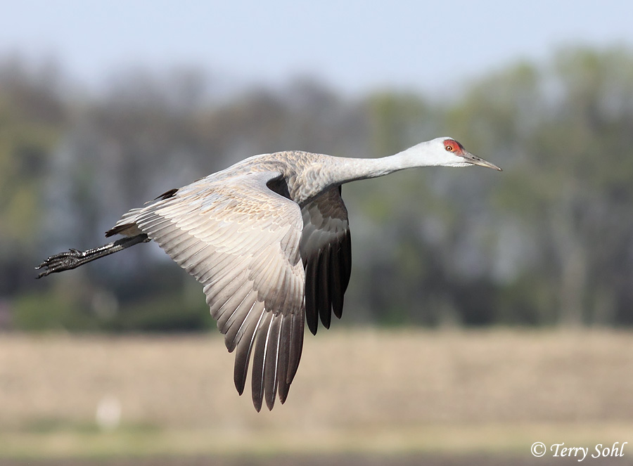 Sandhill Crane - Antigone canadensis