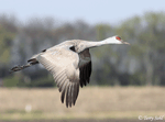 Sandhill Crane - Antigone canadensis