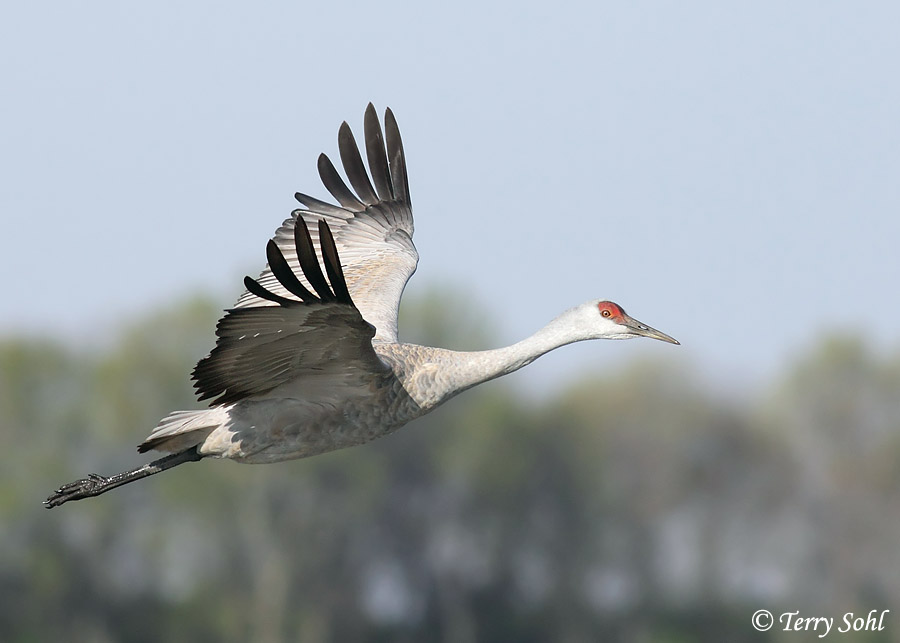 Sandhill Crane - Antigone canadensis