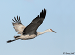 Sandhill Crane - Antigone canadensis