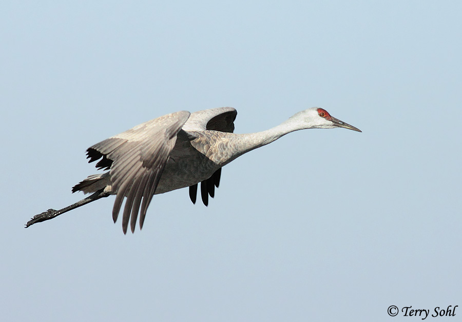 Sandhill Crane - Antigone canadensis