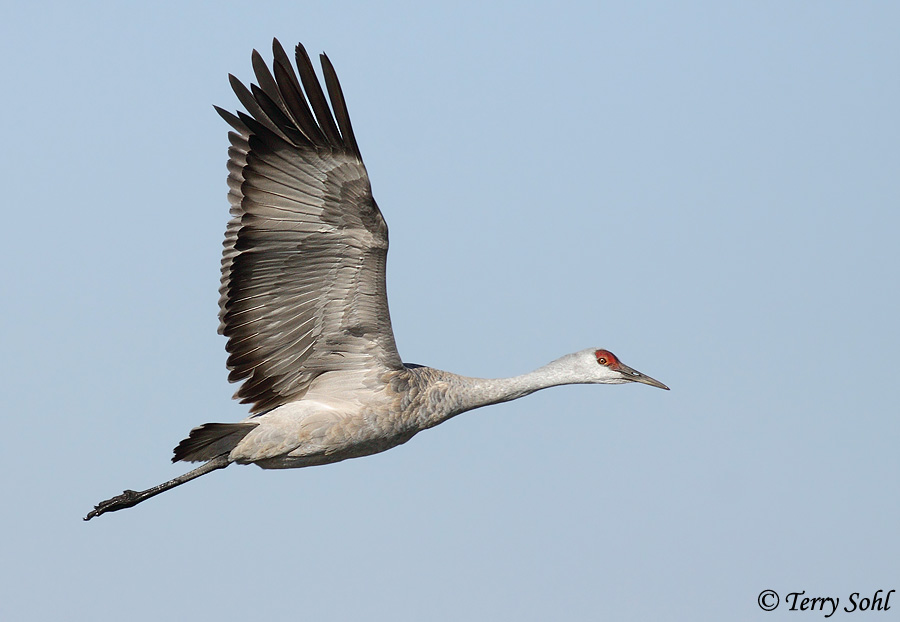 Sandhill Crane - Antigone canadensis