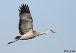 Sandhill Crane - Antigone canadensis