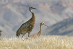 Sandhill Crane - Antigone canadensis