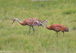 Sandhill Crane - Antigone canadensis