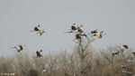Sandhill Crane - Antigone canadensis