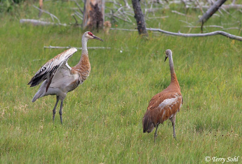 Sandhill Crane - Antigone canadensis