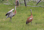 Sandhill Crane - Antigone canadensis