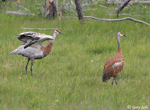 Sandhill Crane - Antigone canadensis