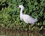 Snowy Egret 17 - Egretta thula