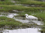 Snowy Egret 2 - Egretta thula