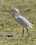 Snowy Egret 4 - Egretta thula