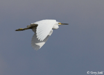 Snowy Egret 7 - Egretta thula