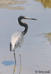 Tricolored Heron 1 - Larus delawarensis