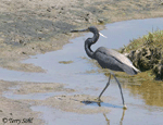 Tricolored Heron 2 - Larus delawarensis