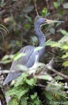 Tricolored Heron - Egretta tricolor