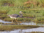 Tricolored Heron 3 - Larus delawarensis