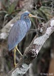 Tricolored Heron - Egretta tricolor