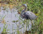 Tricolored Heron - Egretta tricolor