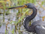 Tricolored Heron - Egretta tricolor