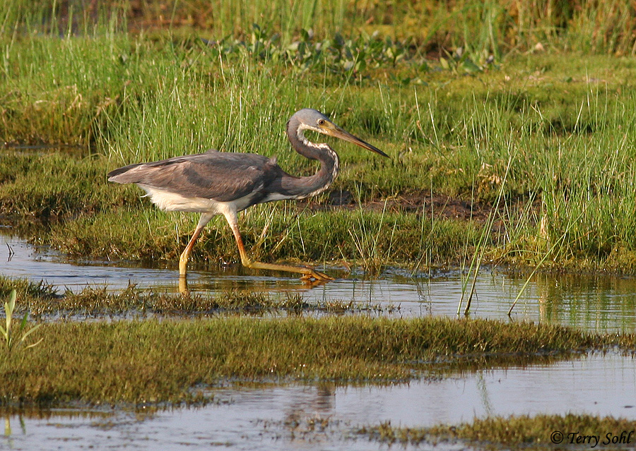 Tricolored Heron - Egretta tricolor