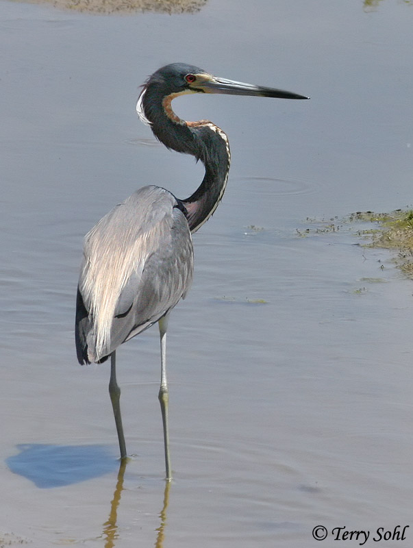 Tricolored Heron - Egretta tricolor