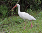 White Ibis - Eudocimus albus