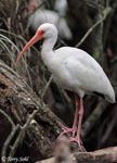 White Ibis - Eudocimus albus