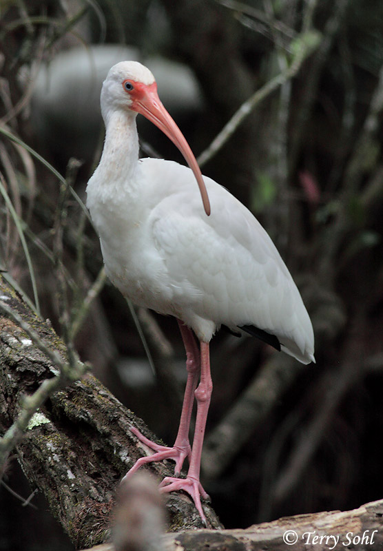 White Ibis - Eudocimus albus