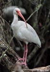 White Ibis - Eudocimus albus