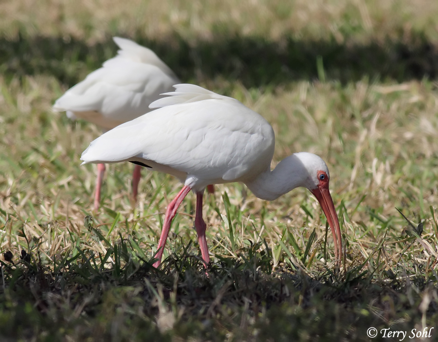 White Ibis - Eudocimus albus