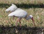 White Ibis - Eudocimus albus