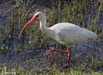 White Ibis - Eudocimus albus