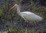 White Ibis - Eudocimus albus