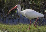 White Ibis - Eudocimus albus