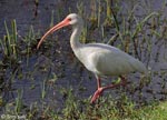 White Ibis - Eudocimus albus