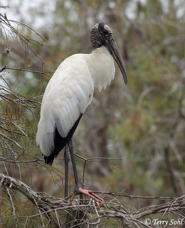 Wood Stork - Mycteria americana