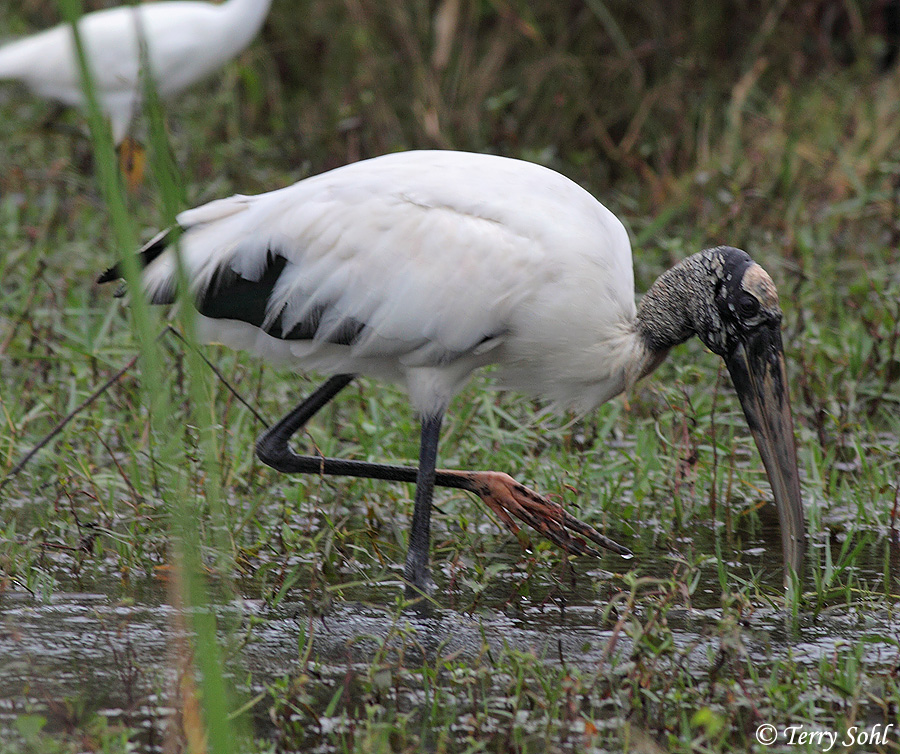 Wood Stork - Mycteria americana