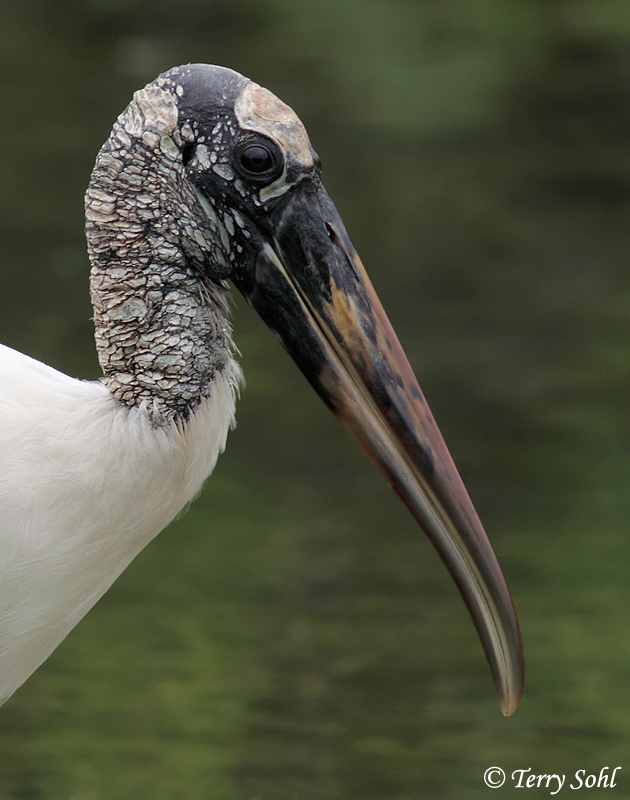 Wood Stork - Mycteria americana