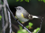 American Redstart 12 (Female) - Setophaga ruticilla